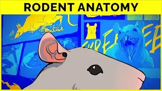 🔴 Drawing RODENT Anatomy