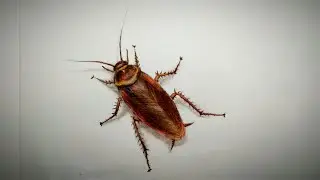 Cockroach realistic drawing | How to draw and color a cockroach.