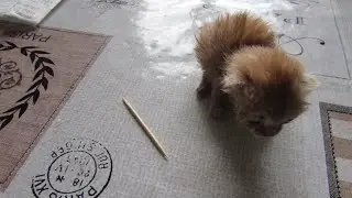 Котенок Цыпа. Едва выжил чтобы умереть?