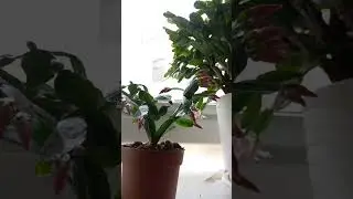 ЦВЕТЕНИЕ НАЧАЛОСЬ !!!🌺🌞🌺
