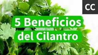 5 Beneficios del Cilantro | Ciencia de la Comida