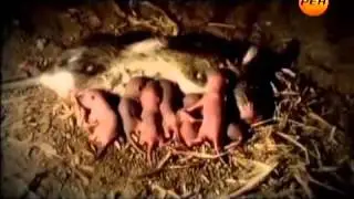 Военная тайна  Пептиды для военных и спортсменов