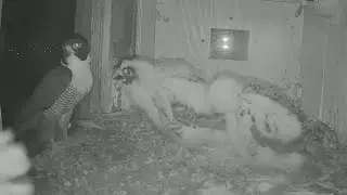 Xavier brings food at midnight for chicks | FalconCam Project | Nov 4, 2024