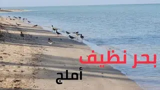 بحر أملج | صافي ونقي