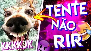 TENTE NÃO RIR / PARECE UM CIRIGUEJO