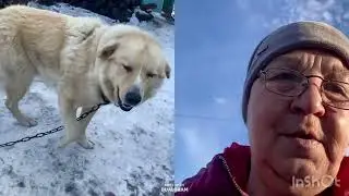 Звери хотят внимания. Считаю машины от нечего делать.