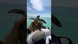 This man saved a turtle life from the ocean 🥺♥️ #shorts