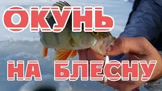 Зимняя рыбалка. Первый лед, окунь зимой на блесну