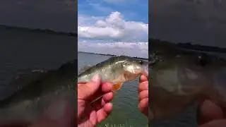 Окунь рыбалка с берега #рыбалка #окунь #fishing #carpfishing #карп #щука #fish #