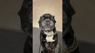 Бешеный француз🤣 crazy french. #crazy#crazydogvideos#shortvideo #short #funnyvideo #stockholm