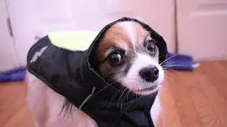 My Bad Wrong Video  // Percy the Papillon Dog