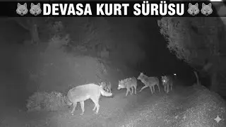 ⭐⭐⭐TÜRKİYEDE ÇEKİLMİŞ EN İYİ KURT GÖRÜNTÜLERİ !⭐⭐⭐ 🇹🇷THE BEST WOLF FOOTAGE EVER TAKEN IN TÜRKİYE🇹🇷