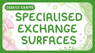 GCSE Biology - Specialised Exchange Surfaces