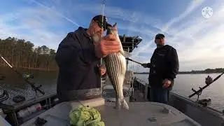 Non stop action! Striper fishing LAKE MURRAY planer boards