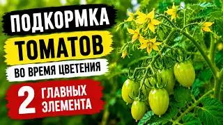 Томаты цветут, а завязей мало? 2 главных элемента для мощной завязи