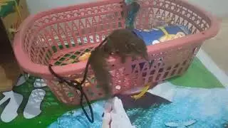 Hewan celememes atau tupai, tupai kelapa lucu tapi galak