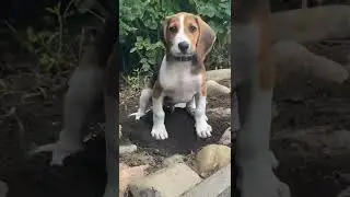 Ричч перерыл уже все клумбы 🤦🏻‍♀️помощник 😄
