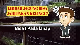 PAKAN KELINCI ALTERNATIVE DARI CANGKANG JAGUNG , cepat birahi