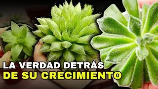 ❤️ Cómo hacer el MEJOR ABONO CASERO para SUCULENTAS, fácil y rápido…