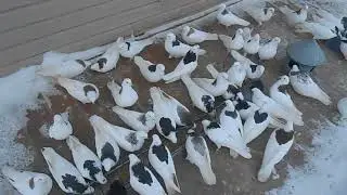 Пермские гривуны Александра Володина