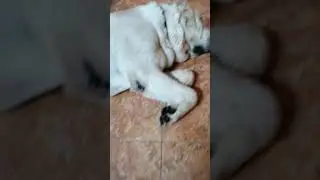 Самый счастливый домашний #шах #Шилеле смотреть со звуком