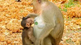 BABY ALE VERY HUNGRY ANGEL MONKEY NO MILK @NewsBabyMonkey