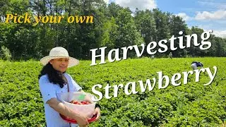 Scenic Farm View at Pineland Farms Harvesting Strawberry