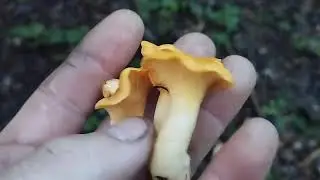 Відкриття грибного сезону . Нема 🍄