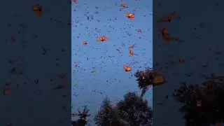 Butterfly 🦋 #youtubeshorts #love #fypシ #viralreels #nature #subscribe #amazing