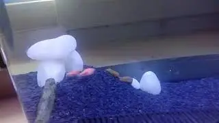 Zebrafish breeding behavior