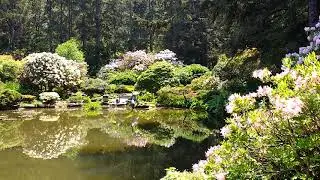Shore Acres's pond Coos Bay Oregon 2019