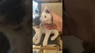 Day 38: Rainbow, Cherry, Mango (Foster Kittens)