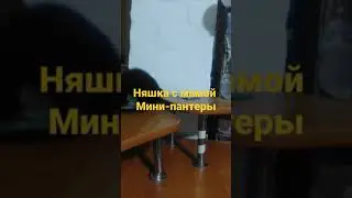 Черная мама и дочка няшка - вислоухие кошки 