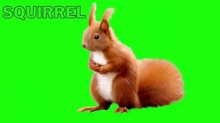 squirrel green screen video
