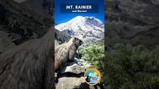 Mt Rainier and the Marmot #mtrainier  #marmot  #mountrainiernationalpark #fremontlookout