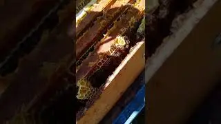 Качка липы