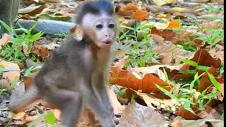 Pity, New baby monkey cry call mom because it scare so much