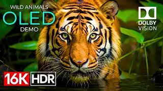 Wild Animals OLED Demo HDR 16K Ultra HD Dolby Vision™ 60fps