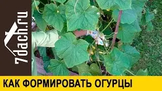 🥒 Формировка огурцов для хорошего урожая: когда это делать нужно, а когда не обязательно - 7 дач