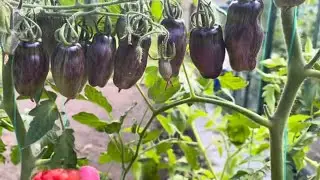 Сказочный томат - Шмурфетта.  Помидоры в теплице/на улице(Tomatoes in the greenhouse/outdoors)