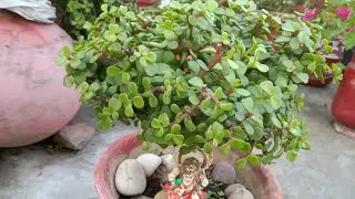 My Simple Garden is live!