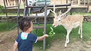 Feeding the Deer | Baluarte Vigan I.Sur