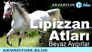 Lipizzan Atları - Beyaz Aygırlar - Belgesel