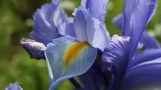 Blue Spanish Eyes *****