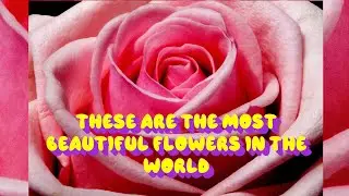These Are The Most Beautiful Flowers In The World