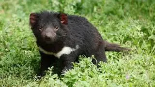 Tasmanian Devil