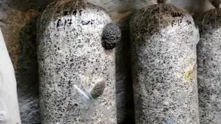 War with Midges. How to fight midges in a mushroom room? My method. Growing Oyster mushrooms.