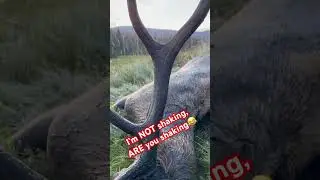 ELK FEVER 101‼️