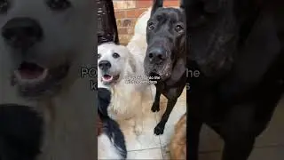 where the treats are, the dogs will be also 😅 