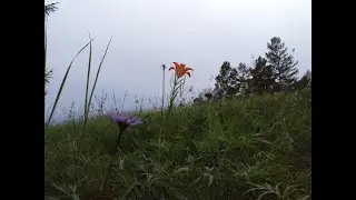 САМАЯ МИЛАЯ ДЕВУШКА